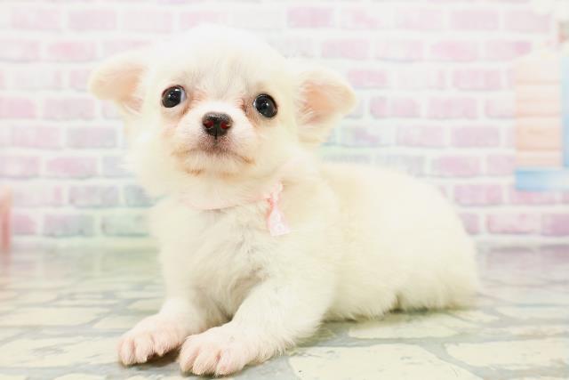 長野県のチワワ(ロング) (Coo&RIKU長野店/2026年5月12日生まれ/女の子/クリーム)の子犬の2枚目の画像