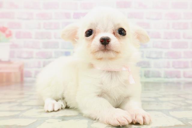 長野県のチワワ(ロング) (Coo&RIKU長野店/2026年5月12日生まれ/女の子/クリーム)の子犬の3枚目の画像