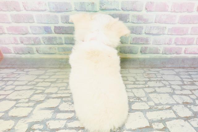 長野県のチワワ(ロング) (Coo&RIKU長野店/2026年5月12日生まれ/女の子/クリーム)の子犬の4枚目の画像