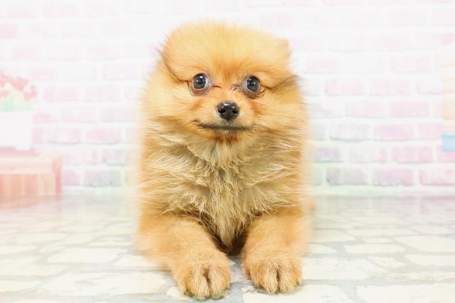 東京都のポメラニアン (Coo&RIKU赤坂店/2026年5月7日生まれ/女の子/オレンジ)の子犬の1枚目の画像
