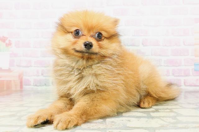 東京都のポメラニアン (Coo&RIKU赤坂店/2026年5月7日生まれ/女の子/オレンジ)の子犬の2枚目の画像