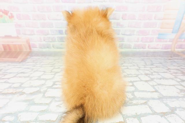 東京都のポメラニアン (Coo&RIKU赤坂店/2026年5月7日生まれ/女の子/オレンジ)の子犬の4枚目の画像