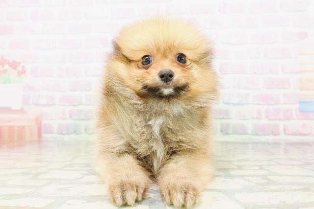 福井県のポメラニアン (Coo&RIKU福井店/2026年5月7日生まれ/女の子/オレンジ)の子犬の1枚目の画像
