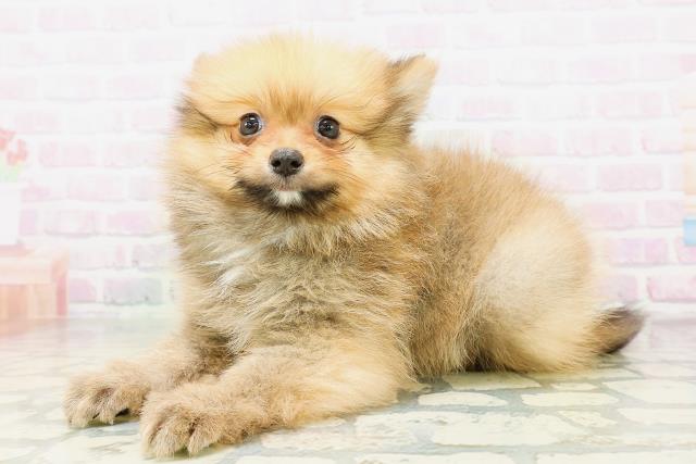 福井県のポメラニアン (Coo&RIKU福井店/2026年5月7日生まれ/女の子/オレンジ)の子犬の2枚目の画像