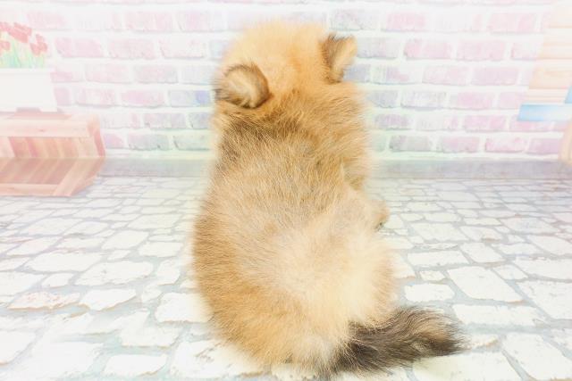 福井県のポメラニアン (Coo&RIKU福井店/2026年5月7日生まれ/女の子/オレンジ)の子犬の4枚目の画像