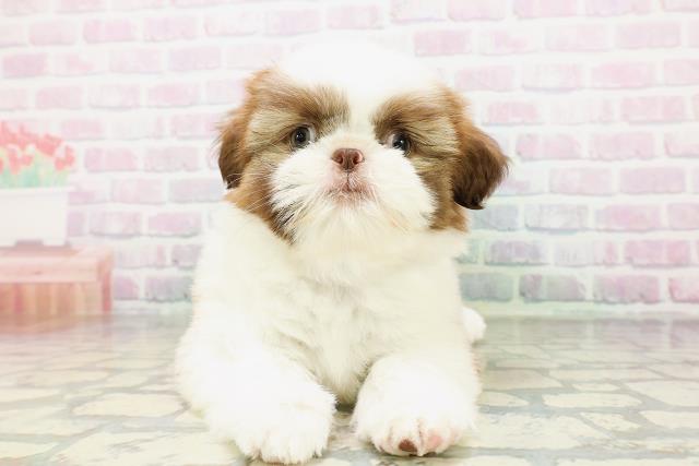 北海道のシーズー (Coo&RIKU北見店/2026年5月8日生まれ/男の子/チョコレートホワイト)の子犬の1枚目の画像