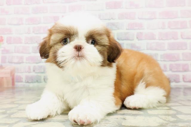 北海道のシーズー (Coo&RIKU北見店/2026年5月8日生まれ/男の子/チョコレートホワイト)の子犬の2枚目の画像