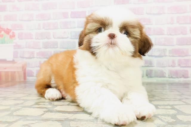 北海道のシーズー (Coo&RIKU北見店/2026年5月8日生まれ/男の子/チョコレートホワイト)の子犬の3枚目の画像
