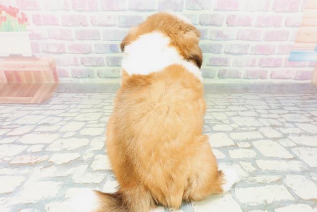 北海道のシーズー (Coo&RIKU北見店/2026年5月8日生まれ/男の子/チョコレートホワイト)の子犬の4枚目の画像