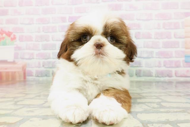 北海道のシーズー (Coo&RIKU室蘭店/2026年5月8日生まれ/男の子/チョコレートホワイト)の子犬の1枚目の画像