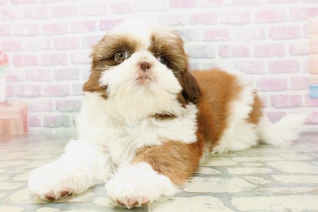 北海道のシーズー (Coo&RIKU室蘭店/2026年5月8日生まれ/男の子/チョコレートホワイト)の子犬の2枚目の画像