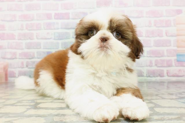 北海道のシーズー (Coo&RIKU室蘭店/2026年5月8日生まれ/男の子/チョコレートホワイト)の子犬の3枚目の画像