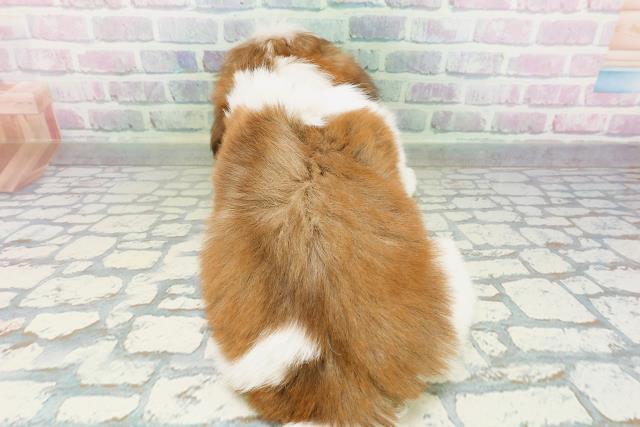 北海道のシーズー (Coo&RIKU室蘭店/2026年5月8日生まれ/男の子/チョコレートホワイト)の子犬の4枚目の画像