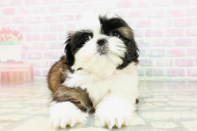 鳥取県のシーズー (Coo&RIKUラ・ムー鳥取東店/2026年5月8日生まれ/女の子/ゴールドホワイト)の子犬の1枚目の画像