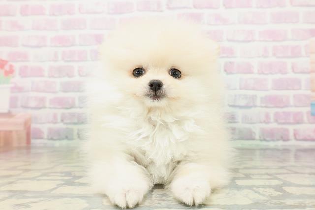 新潟県のポメラニアン (Coo&RIKU長岡店/2026年5月9日生まれ/女の子/クリーム)の子犬の1枚目の画像