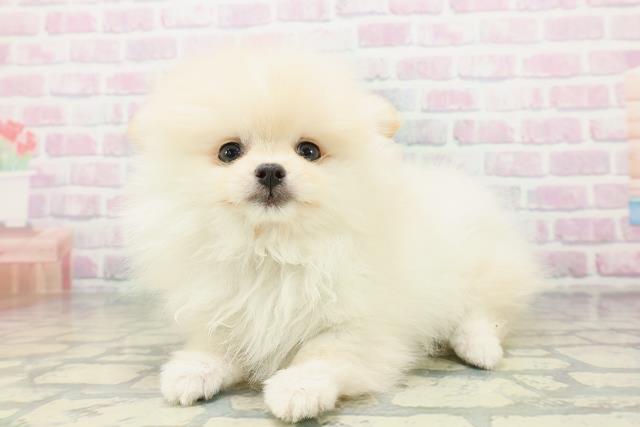 新潟県のポメラニアン (Coo&RIKU長岡店/2026年5月9日生まれ/女の子/クリーム)の子犬の2枚目の画像