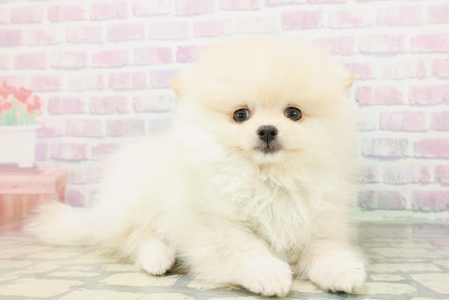 新潟県のポメラニアン (Coo&RIKU長岡店/2026年5月9日生まれ/女の子/クリーム)の子犬の3枚目の画像