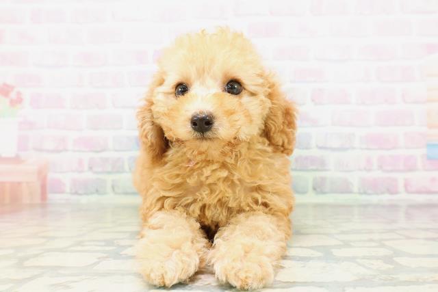 北海道のトイプードル(トイ) (Coo&RIKU岩見沢店/2026年5月9日生まれ/女の子/アプリコット)の子犬の1枚目の画像