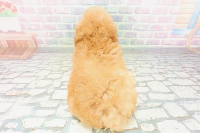 北海道のトイプードル(トイ) (Coo&RIKU岩見沢店/2026年5月9日生まれ/女の子/アプリコット)の子犬の4枚目の画像