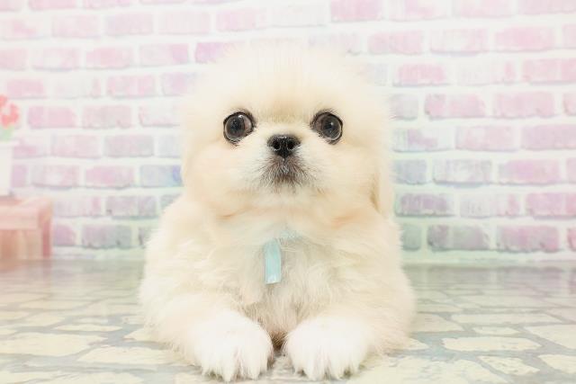 青森県のペキニーズ (Coo&RIKU八戸店/2026年5月4日生まれ/男の子/クリーム)の子犬の1枚目の画像