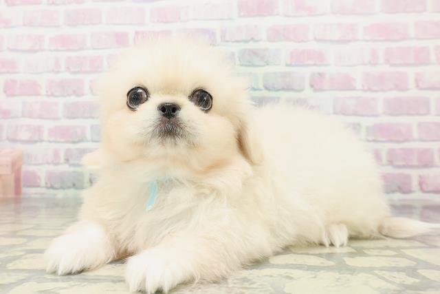 青森県のペキニーズ (Coo&RIKU八戸店/2026年5月4日生まれ/男の子/クリーム)の子犬の2枚目の画像
