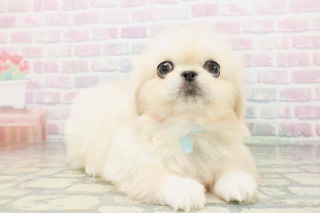 青森県のペキニーズ (Coo&RIKU八戸店/2026年5月4日生まれ/男の子/クリーム)の子犬の3枚目の画像