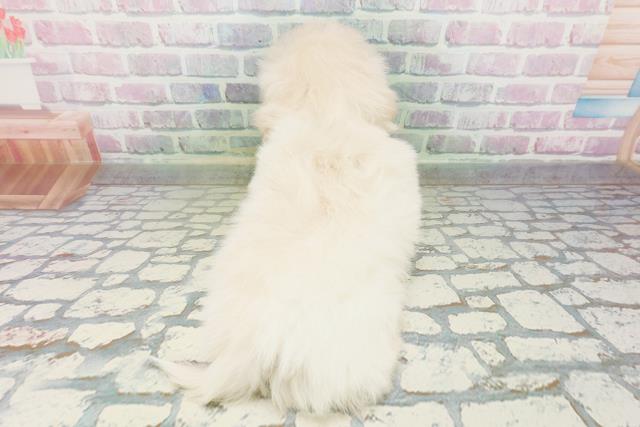 青森県のペキニーズ (Coo&RIKU八戸店/2026年5月4日生まれ/男の子/クリーム)の子犬の4枚目の画像