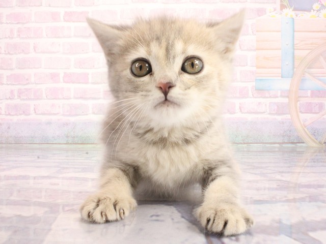 滋賀県のマンチカン (Coo&RIKU長浜店/2026年5月10日生まれ/女の子/ブルータビー)の子猫の1枚目の画像
