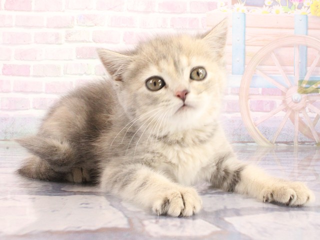 滋賀県のマンチカン (Coo&RIKU長浜店/2026年5月10日生まれ/女の子/ブルータビー)の子猫の2枚目の画像