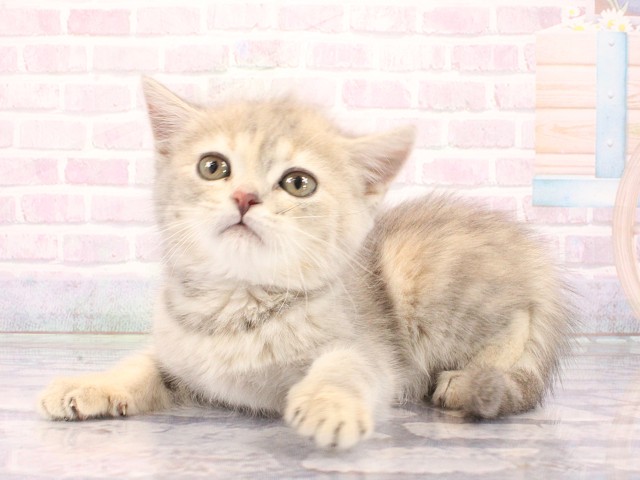 滋賀県のマンチカン (Coo&RIKU長浜店/2026年5月10日生まれ/女の子/ブルータビー)の子猫の3枚目の画像