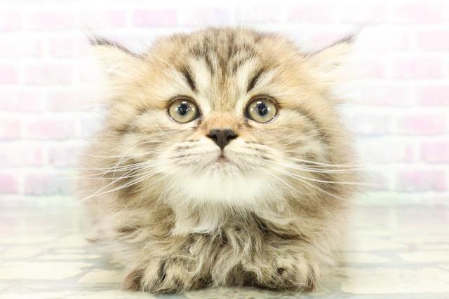 北海道のミヌエット (Coo&RIKU釧路店/2026年5月4日生まれ/女の子/チンチラゴールデン)の子猫の1枚目の画像