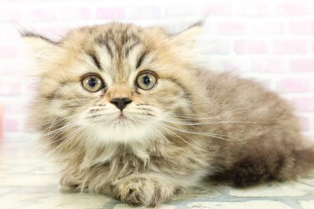 北海道のミヌエット (Coo&RIKU釧路店/2026年5月4日生まれ/女の子/チンチラゴールデン)の子猫の2枚目の画像