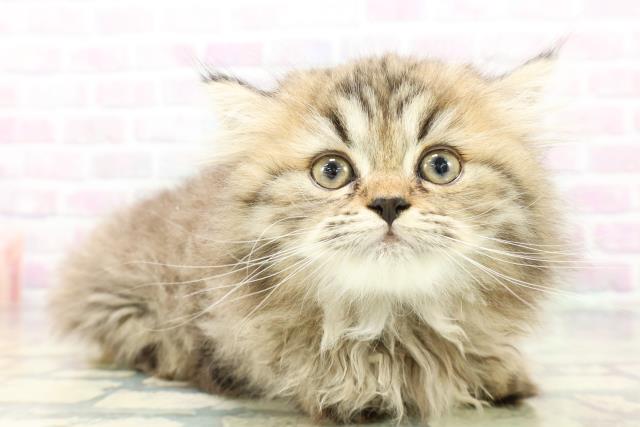 北海道のミヌエット (Coo&RIKU釧路店/2026年5月4日生まれ/女の子/チンチラゴールデン)の子猫の3枚目の画像