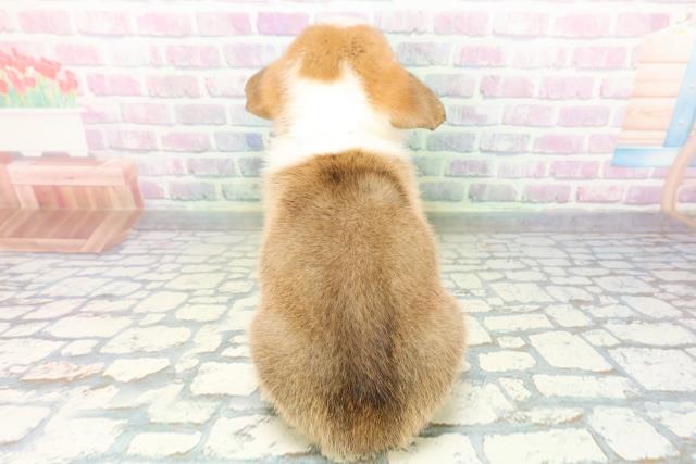 秋田県のウェルシュコーギーペンブローク (Coo&RIKU秋田店/2026年5月11日生まれ/男の子/レッドホワイト)の子犬の4枚目の画像