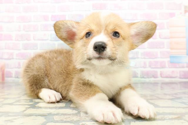 青森県のウェルシュコーギーペンブローク (Coo&RIKU八戸店/2026年5月11日生まれ/男の子/レッドホワイト)の子犬の3枚目の画像