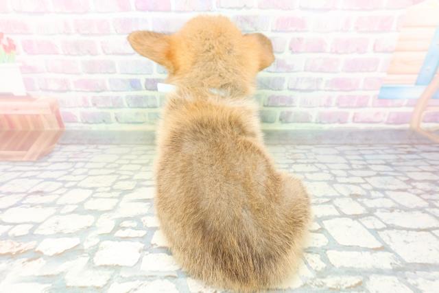 青森県のウェルシュコーギーペンブローク (Coo&RIKU八戸店/2026年5月11日生まれ/男の子/レッドホワイト)の子犬の4枚目の画像