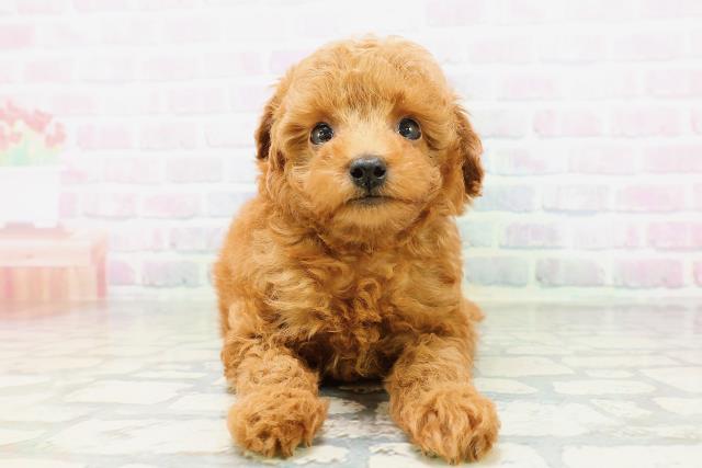 東京都のトイプードル(トイ) (Coo&RIKU大久保店/2026年5月12日生まれ/男の子/レッドフォーン)の子犬
