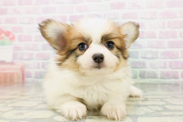 長野県のパピヨン (Coo&RIKU松本店/2026年5月12日生まれ/女の子/ホワイトブラウン)の子犬の1枚目の画像