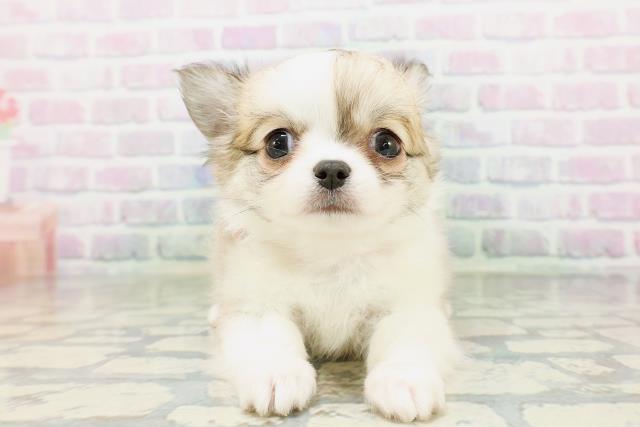 北海道のチワワ(ロング) (Coo&RIKU函館店/2026年5月7日生まれ/女の子/フォーンホワイト)の子犬の1枚目の画像