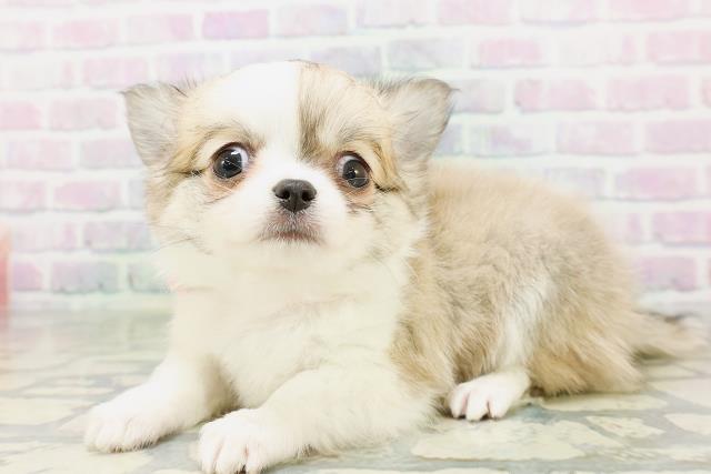 北海道のチワワ(ロング) (Coo&RIKU函館店/2026年5月7日生まれ/女の子/フォーンホワイト)の子犬の2枚目の画像