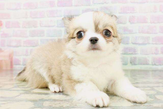北海道のチワワ(ロング) (Coo&RIKU函館店/2026年5月7日生まれ/女の子/フォーンホワイト)の子犬の3枚目の画像