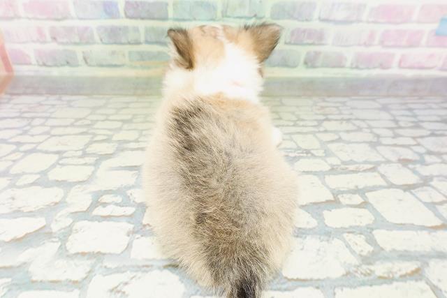 北海道のチワワ(ロング) (Coo&RIKU函館店/2026年5月7日生まれ/女の子/フォーンホワイト)の子犬の4枚目の画像