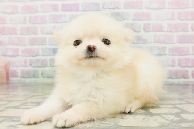 新潟県のポメチワ/チワポメ/ポメチー(ポメラニアン×チワワ) (Coo&RIKU新潟西店/2026年5月12日生まれ/男の子/クリーム)の子犬の2枚目の画像