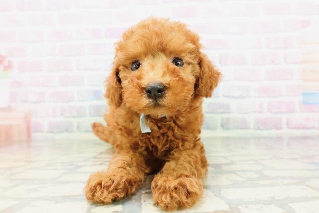 北海道のミニチュアプードル (Coo&RIKU岩見沢店/2026年5月8日生まれ/男の子/レッド)の子犬の1枚目の画像