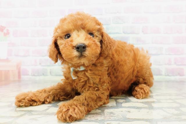 北海道のミニチュアプードル (Coo&RIKU岩見沢店/2026年5月8日生まれ/男の子/レッド)の子犬の2枚目の画像