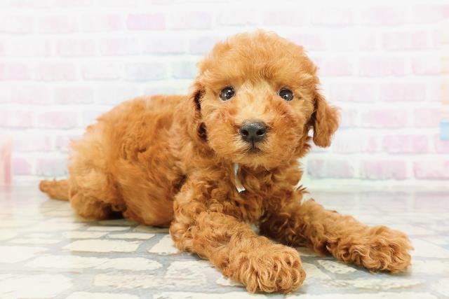 北海道のミニチュアプードル (Coo&RIKU岩見沢店/2026年5月8日生まれ/男の子/レッド)の子犬の3枚目の画像