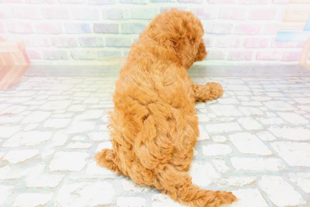北海道のミニチュアプードル (Coo&RIKU岩見沢店/2026年5月8日生まれ/男の子/レッド)の子犬の4枚目の画像