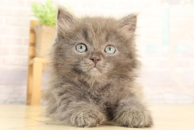 三重県のラガマフィン (Coo&RIKU津高茶屋店/2026年5月5日生まれ/男の子/ブルーホワイト)の子猫