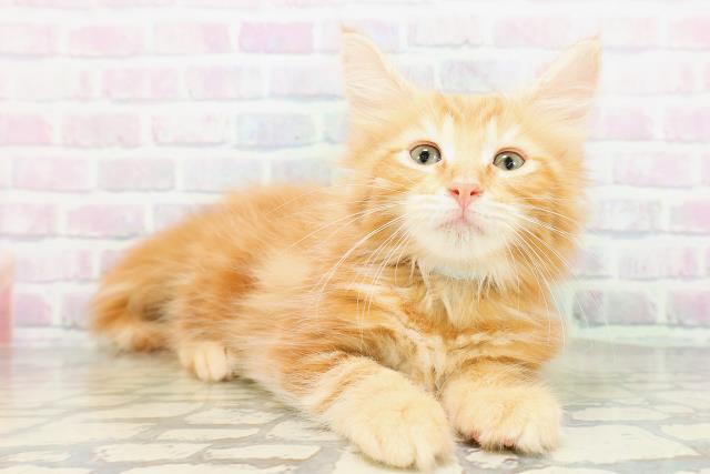 茨城県のメインクーン (Coo&RIKU水戸店/2026年5月12日生まれ/男の子/レッドタビー)の子猫の3枚目の画像