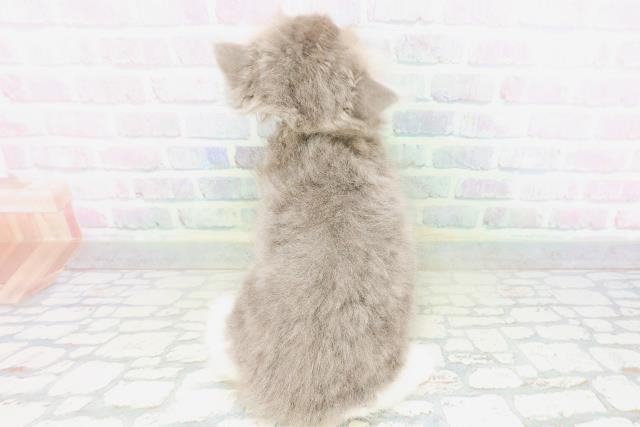 栃木県のエキゾチック (Coo&RIKUFKDインターパーク店/2026年5月12日生まれ/男の子/ブルータビーホワイト)の子猫の4枚目の画像